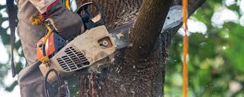 Best Lawn Pest Prevention  in St Jaco, IL