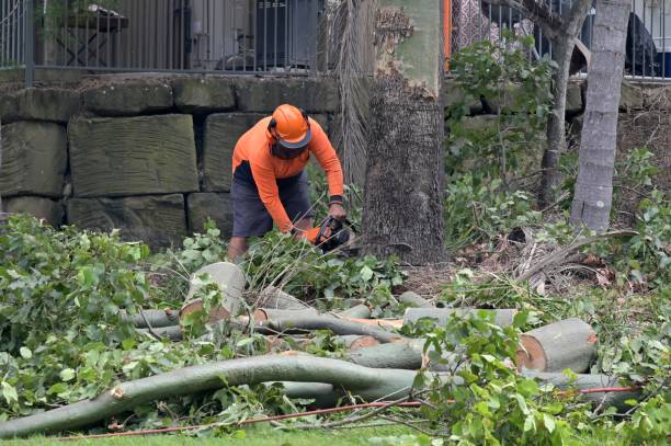 Best Stump Grinding and Removal  in St Jaco, IL